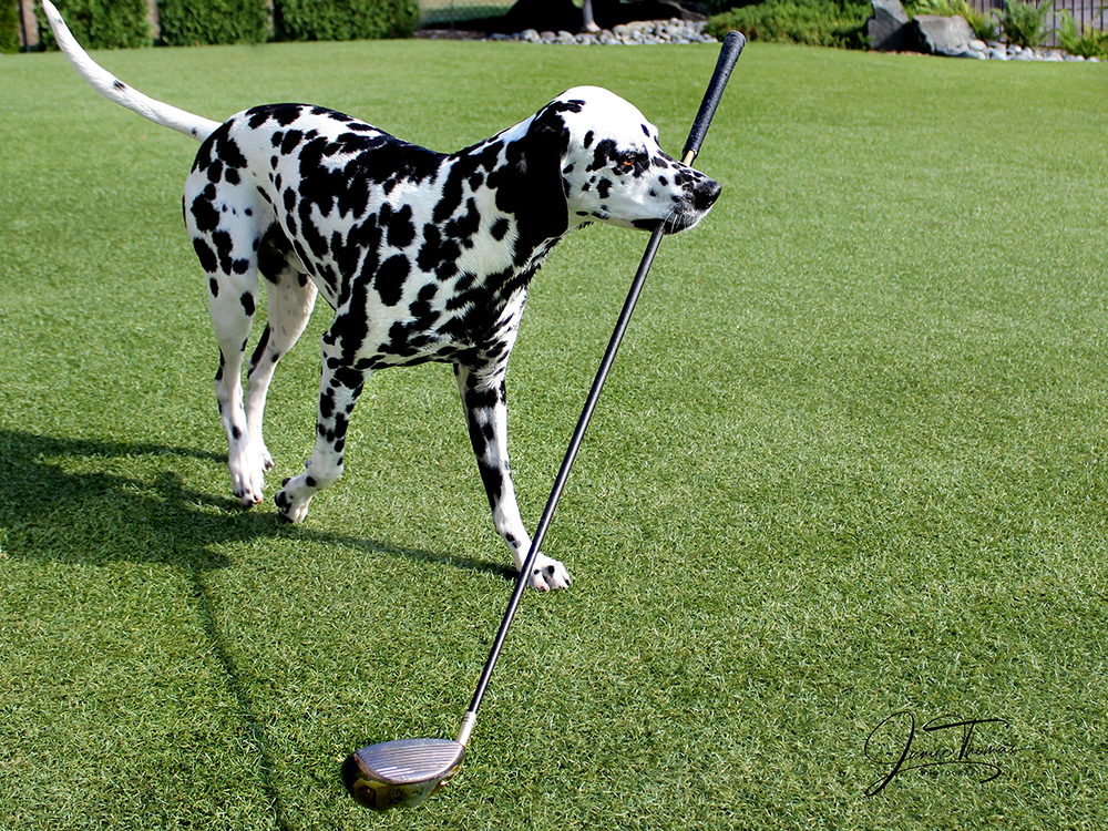 Dalmatian on golf course holding a golf club in its mouth
